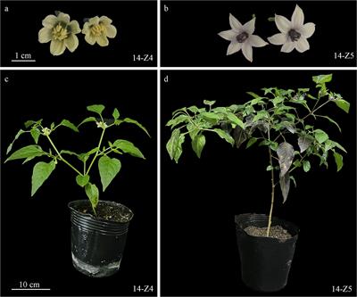 Fine mapping of the flavonoid 3’,5’-hydroxylase gene controlling anthocyanin biosynthesis in pepper anthers and stems